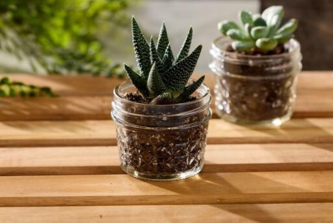 Ball Mason 4oz Quilted Jelly Jars with Lids and Bands, Set of 12