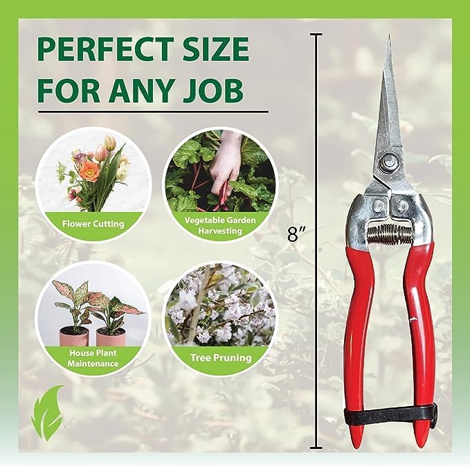 GARDEN GURU Straight Stainless Steel Pruner Pruning Shears Clippers Snips – Sharp Bonsai Cutter Plant Trimming Scissors – Straight Blade – Great for Roses Flowers Herbs Fruits - 1 Case (50 Pcs)