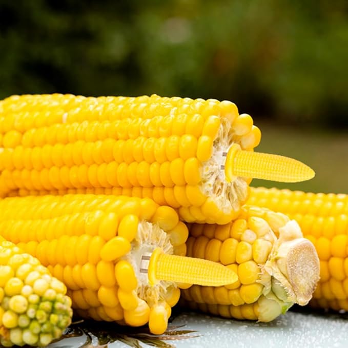 16 Pack Corn Cob Holders and 8 Pack Corn Dishes with Butter Spreader, Corn Dishes and Butter Spreader Set Kits, Corn Cob Holders Skewers BBQ Corn Holders, PEOUWNES Corn on The Cob Holders