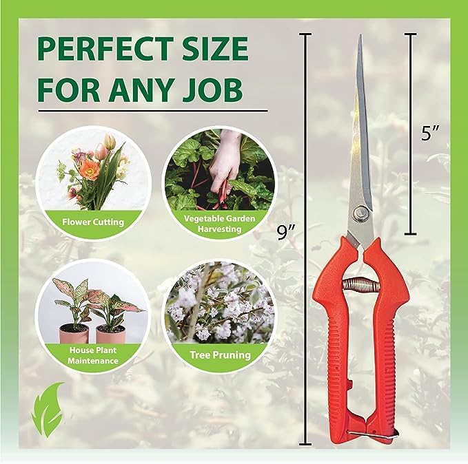 GARDEN GURU Extra Long Stainless Steel Pruner Pruning Shears Clippers Snips – Sharp Bonsai Cutter Trimming Scissors – Straight Blade Garden Scissors Tool – Great for Flowers Herbs - 1 Case (50 Pcs)