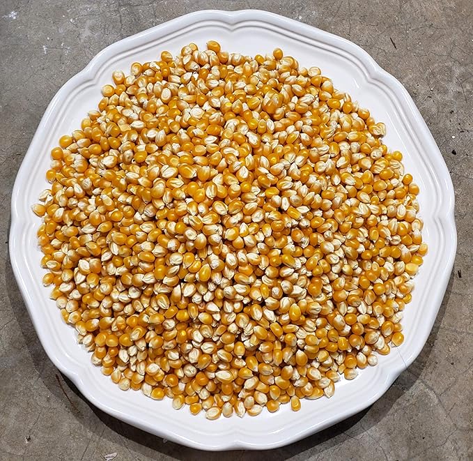 Princeton Popcorn Mushroom Popcorn Kernels - Farmer Direct, Non-GMO, Gluten Free, Un-Popped, Ball Shaped, Old Fashion Popcorn Pops Extra Large popcorn kernels, mushroom popcorn kernels for popping for Air Popper & Stovetop 16oz
